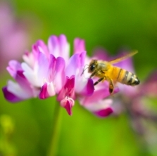 bee and flower