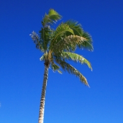 palm tree