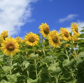 sunflower