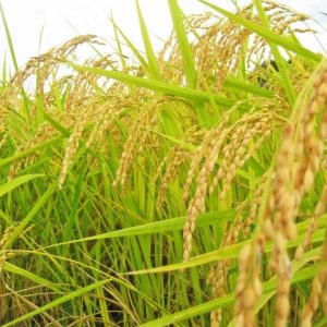 rice